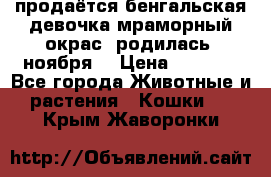 продаётся бенгальская девочка(мраморный окрас).родилась 5ноября, › Цена ­ 8 000 - Все города Животные и растения » Кошки   . Крым,Жаворонки